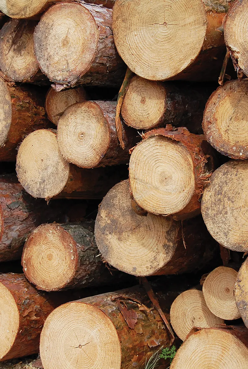 Cut Logs